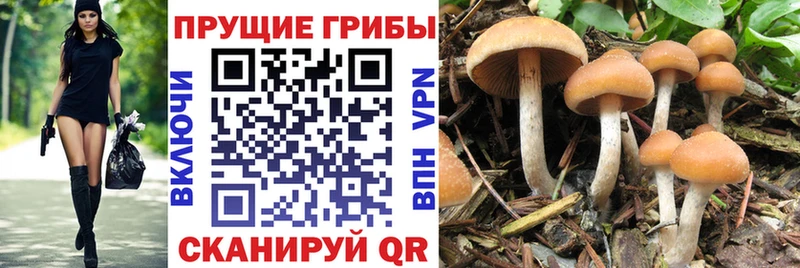 цена Алупка Псилоцибиновые грибы мухоморы